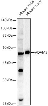ADAM5 Rabbit pAb