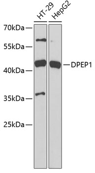 DPEP1 Rabbit pAb