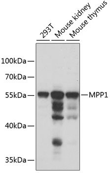 MPP1 Rabbit pAb