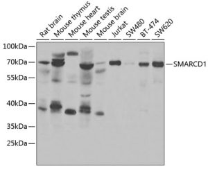 SMARCD1 Rabbit pAb