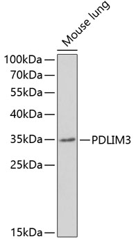 PDLIM3 Rabbit pAb