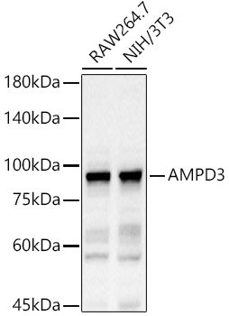 AMPD3 Rabbit pAb