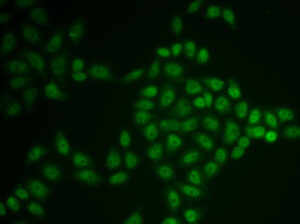 BTG1 Rabbit pAb