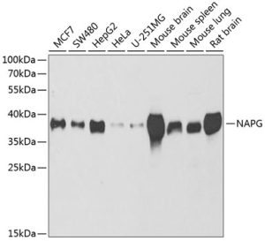 NAPG Rabbit pAb
