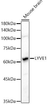LYVE1 Rabbit pAb