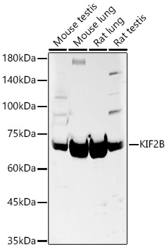 KIF2B Rabbit pAb