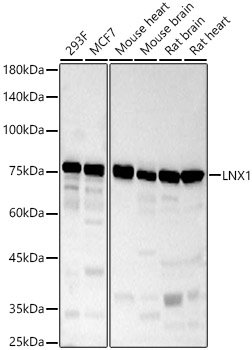 LNX1 Rabbit pAb