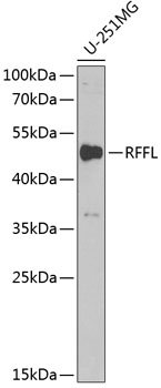 RFFL Rabbit pAb