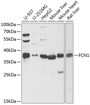 FCN1 Rabbit pAb