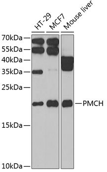 PMCH Rabbit pAb
