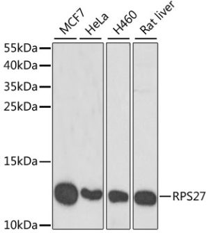 RPS27 Rabbit pAb