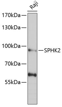 SPHK2 Rabbit pAb