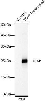 TCAP Rabbit pAb