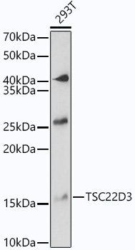 TSC22D3 Rabbit pAb