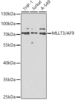 MLLT3/AF9 Rabbit pAb