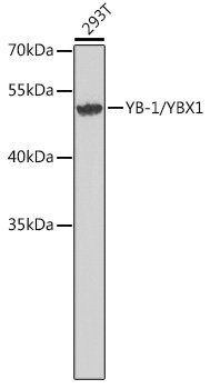 YB-1/YBX1 Rabbit pAb