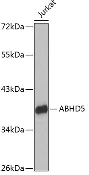 ABHD5 Rabbit pAb