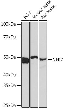 NEK2 Rabbit mAb