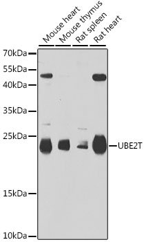 UBE2T Rabbit pAb