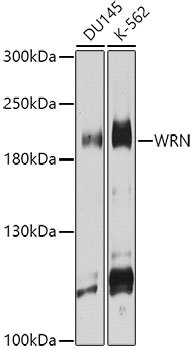 WRN Rabbit pAb