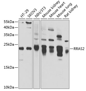 RRAS2 Rabbit pAb