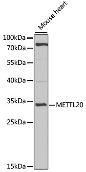 METTL20 Rabbit pAb