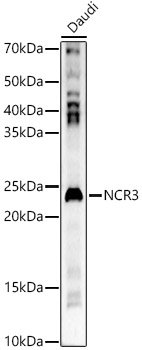 NCR3 Rabbit pAb