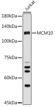 MCM10 Rabbit pAb