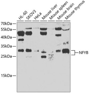 NFYB Rabbit pAb