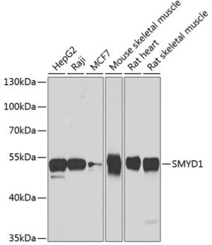 SMYD1 Rabbit pAb