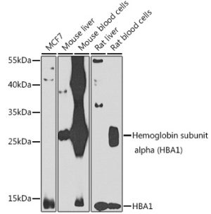 Hemoglobin subunit alpha (HBA1) Rabbit pAb
