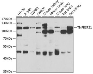 TNFRSF21 Rabbit pAb