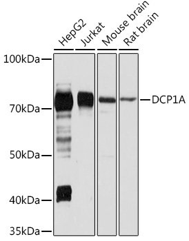DCP1A Rabbit pAb