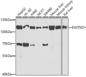 FASTKD1 Rabbit pAb