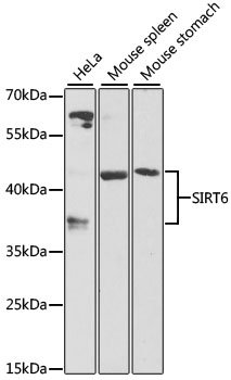 SIRT6 Rabbit pAb