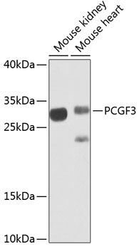 PCGF3 Rabbit pAb