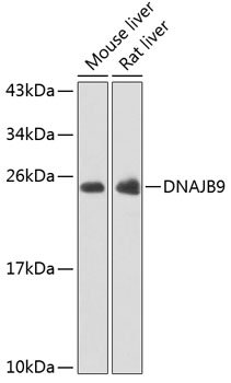 DNAJB9 Rabbit pAb