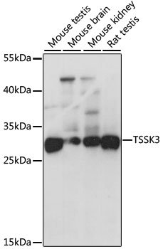 TSSK3 Rabbit pAb