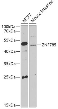 ZNF785 Rabbit pAb