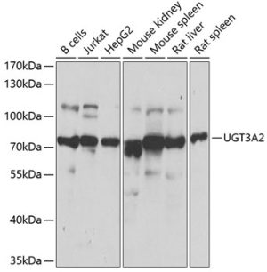UGT3A2 Rabbit pAb