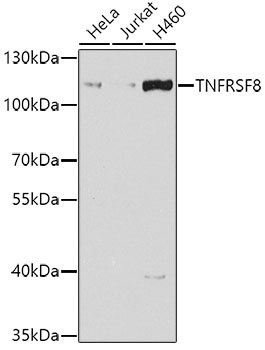 CD30 Rabbit pAb