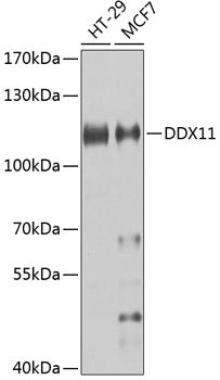 DDX11 Rabbit pAb