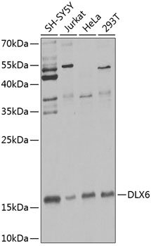 DLX6 Rabbit pAb
