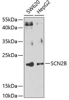 SCN2B Rabbit pAb