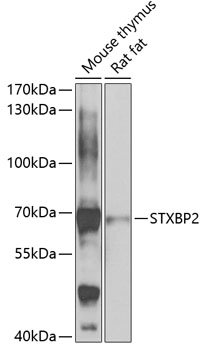 STXBP2 Rabbit pAb