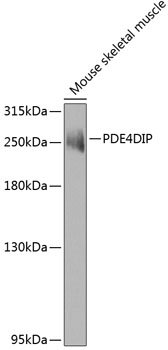 PDE4DIP Rabbit pAb