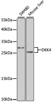 DKK4 Rabbit pAb