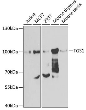 TGS1 Rabbit pAb