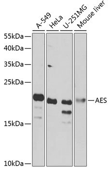 AES Rabbit pAb