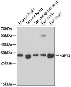 FGF13 Rabbit pAb